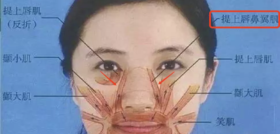 提上唇鼻翼肌的位置在鼻部两侧,如果它过于发达,会让人笑的很用力.