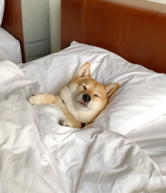 网红柴犬的甜美"床照"曝光引热议,网友:干脆直播睡觉吧__凤凰网