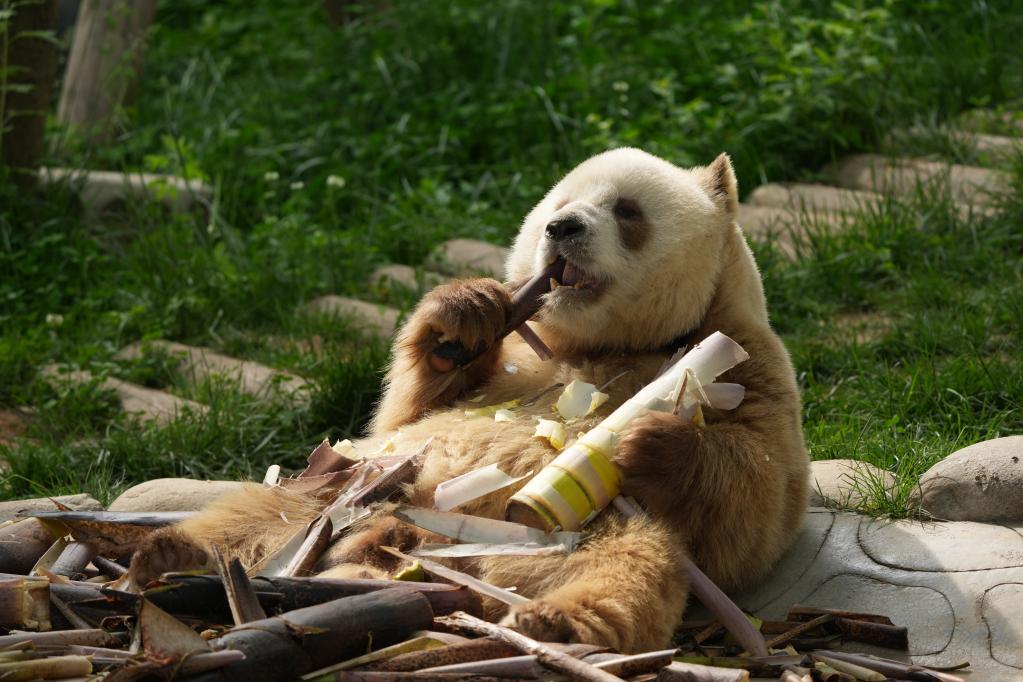 每天消耗春笋100斤棕色大熊猫七仔胃口大开