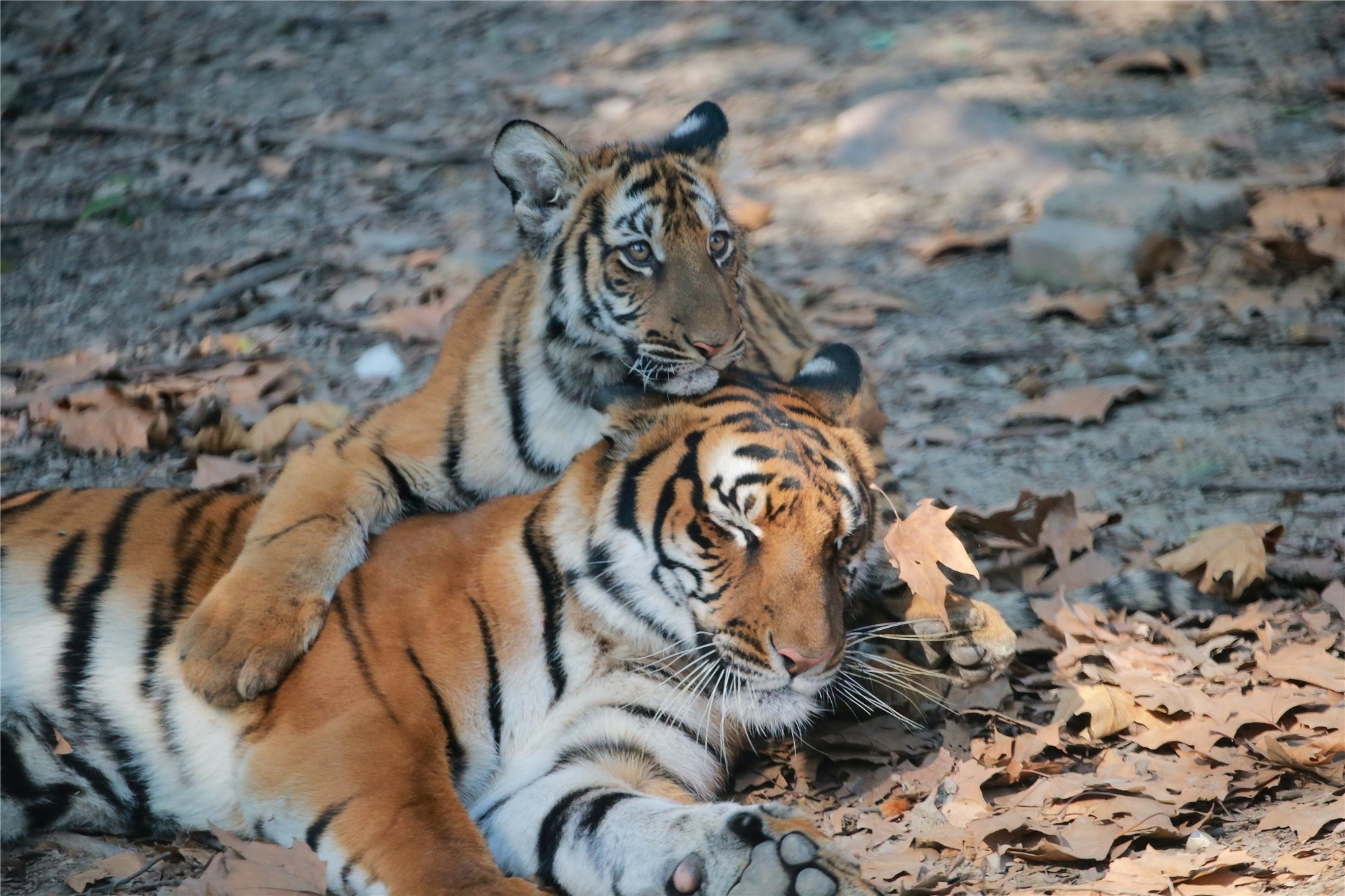 老虎们是上海动物园的大明星,这里生活着华南虎,东北虎,孟加拉虎,三大