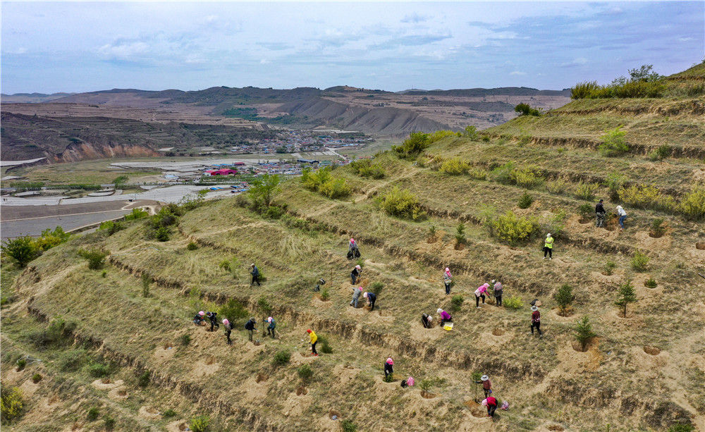 5月18日,人们在宁夏固原市西吉县硝河乡栽植苗木(无人机照片).