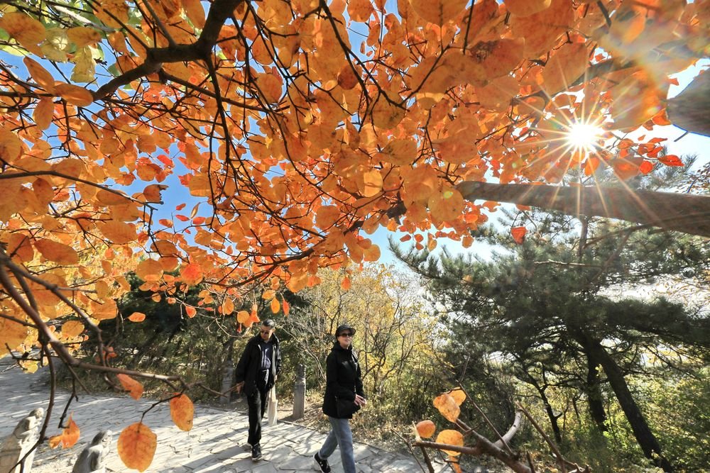 10月24日，游人在北京香山公园观赏红叶。新华社发（刘宪国 摄）