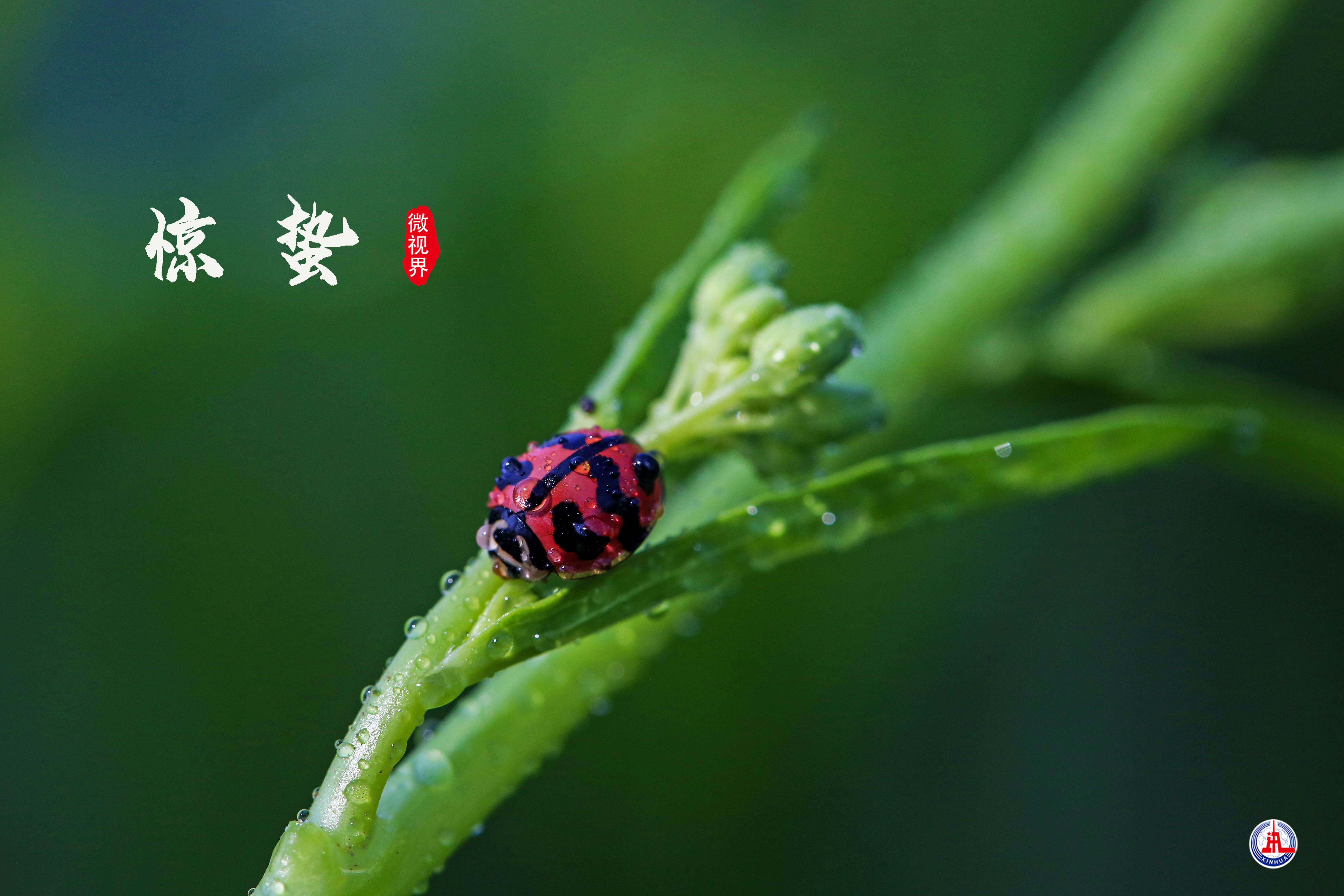 二十四节气惊蛰唯一以动物昆虫习性命名的节气