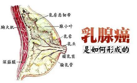 4胸壁疾病女性的胸肌或肋骨炎症都会引发乳房有疼痛的感觉,不过这种