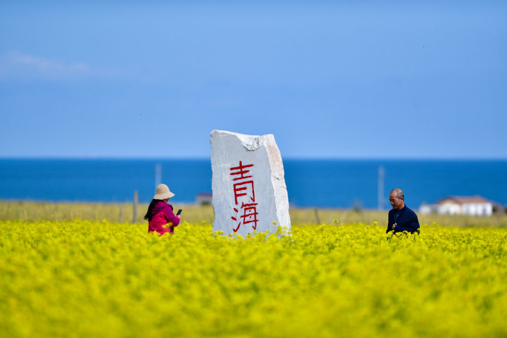 ↑游客在青海湖畔的油菜花田里游玩（2019年9月14日摄）。