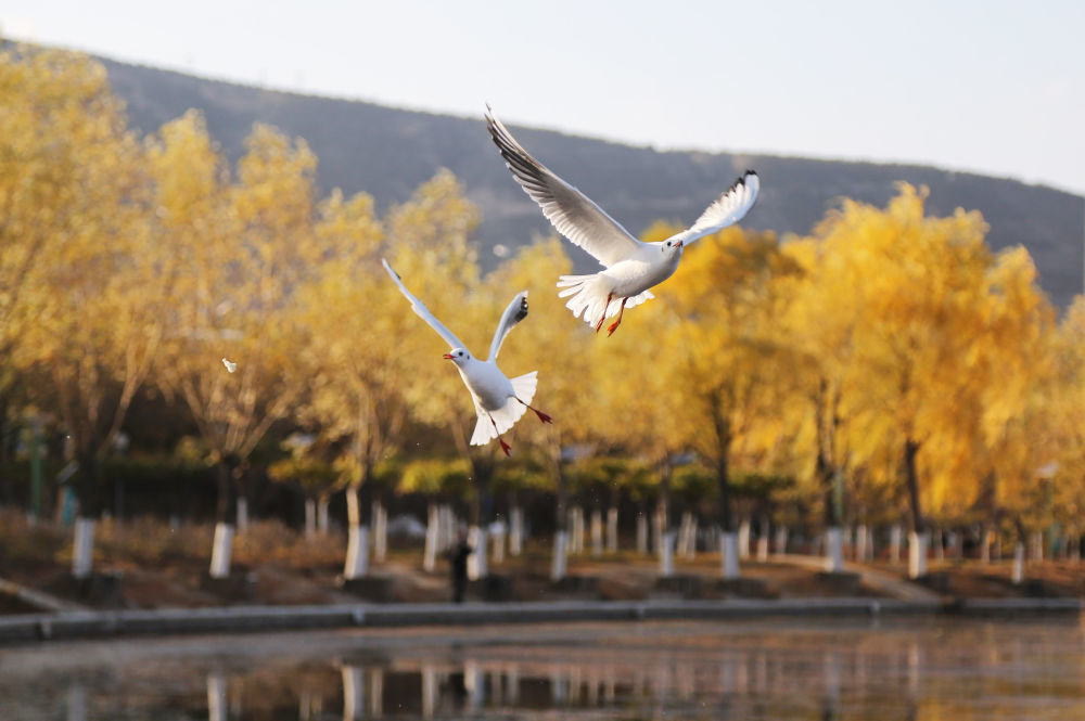 11月4日，在甘肃省定西市安定区一处公园，鸟儿在飞舞觅食。新华社发（王克贤 摄）