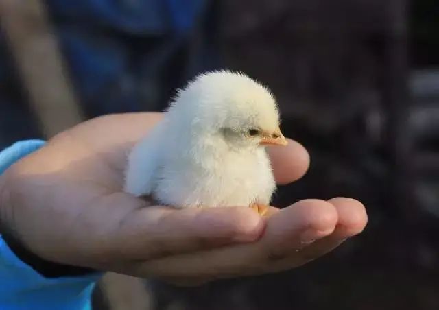 童年养的小鸡崽为啥那么快就死了