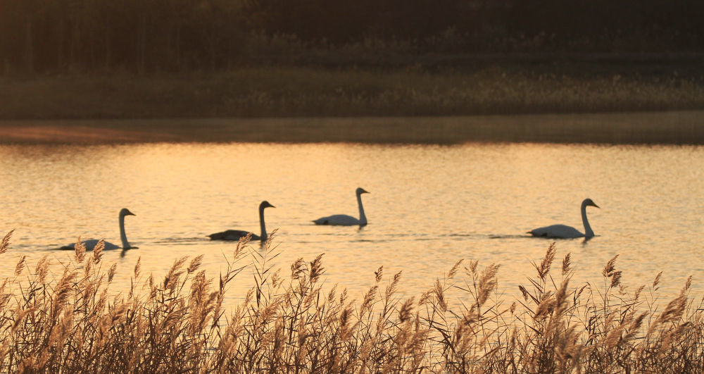 11月4日，几只白天鹅在甘肃省张掖国家湿地公园湖中栖息。新华社发（陈礼 摄）