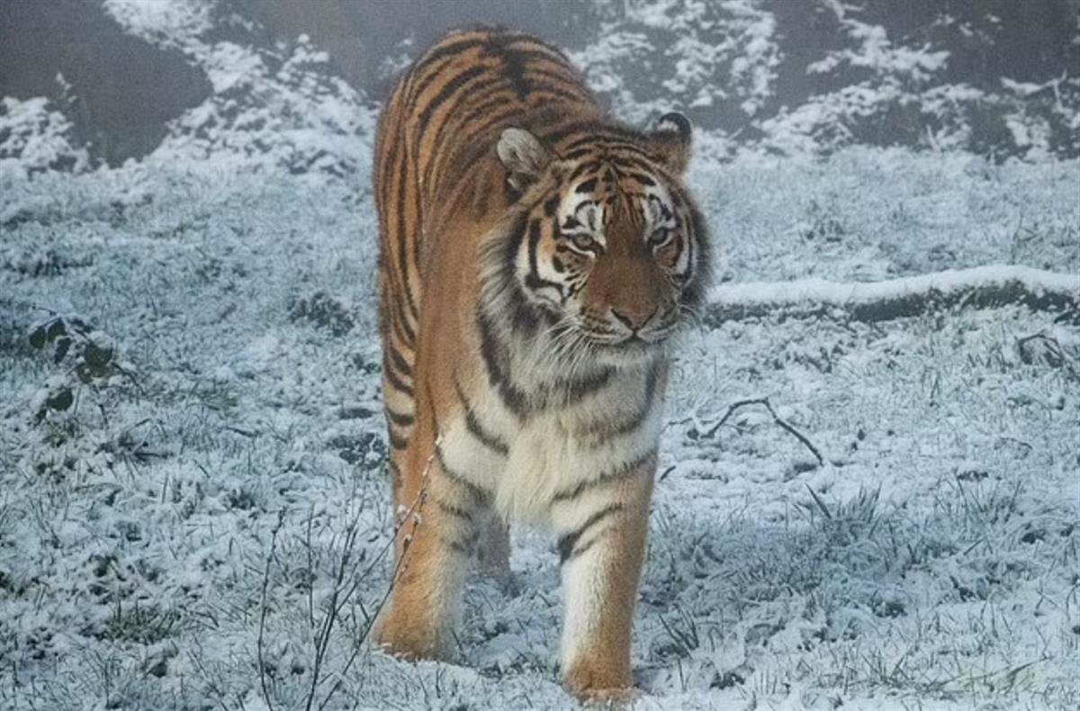 辛达2019年照片（图片来源：诺斯利野生动物园 ）