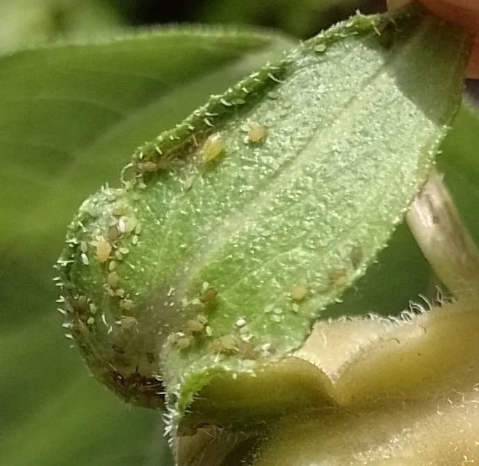 原色花卉病害虫百科 6 小花丝虫库存图片. 图片包括有害虫, 自然, 叶蝉, 建立, 通配