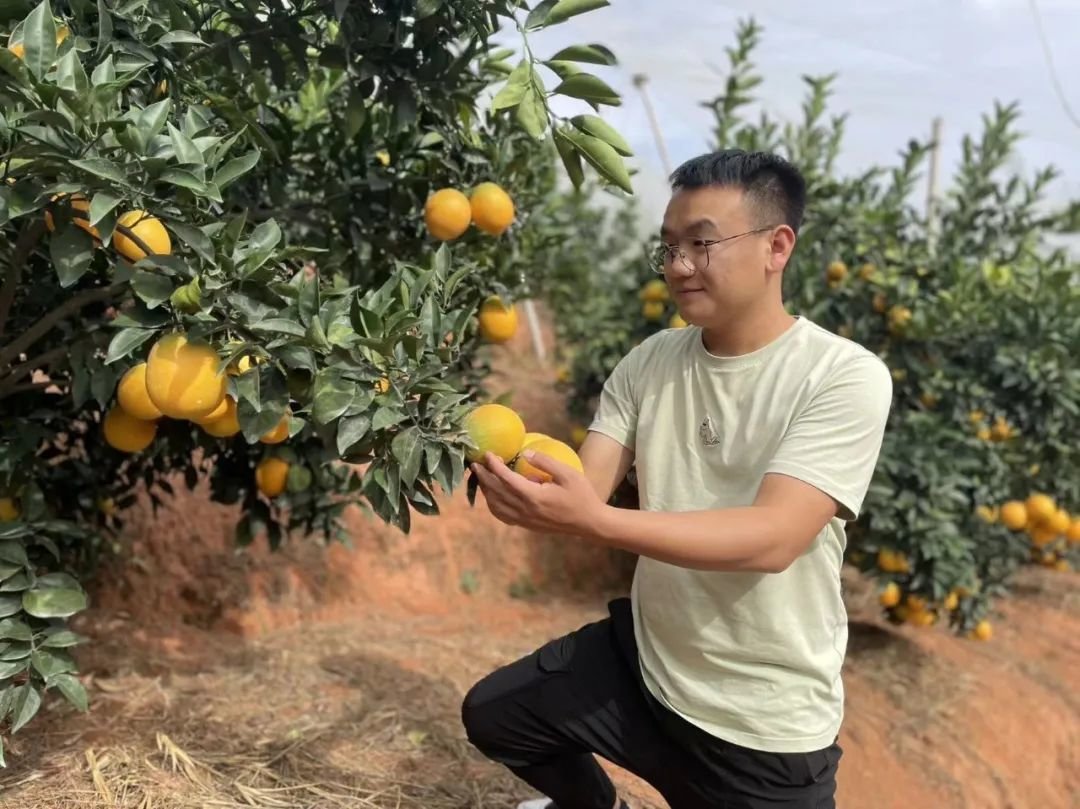 作为寻乌农家出身的孩子,蓝宁从小随父母在脐橙地里剪枝除虫,一树橙子里哪个好吃,他一看便知。小龙 摄