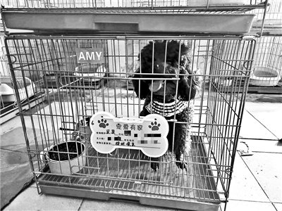 第一批运送至方舱的宠物