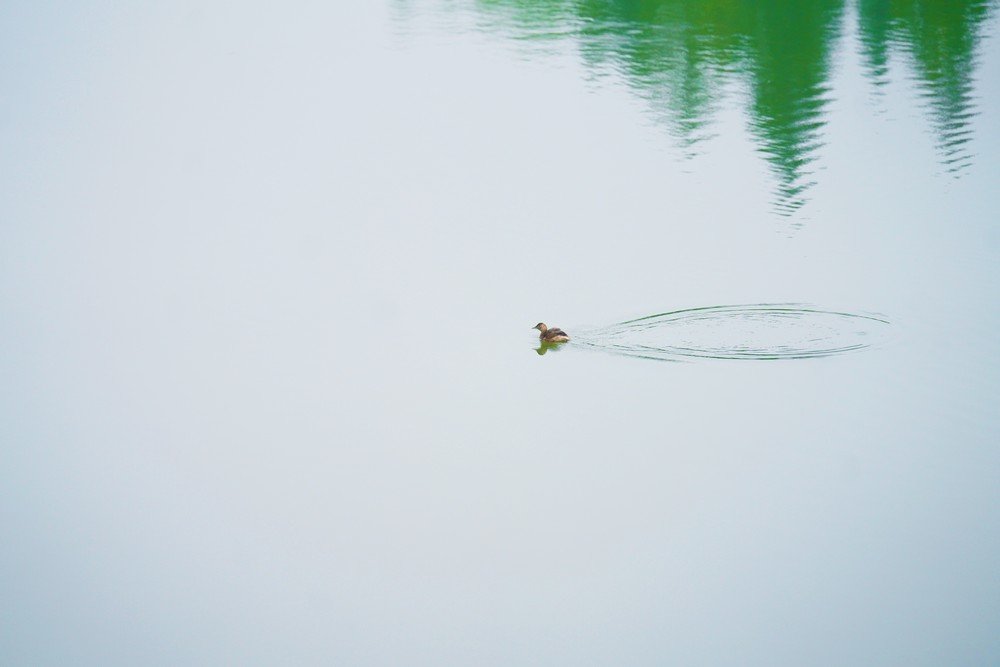 东湖评论:中国履约30年,湿地保护硕果惠及全球