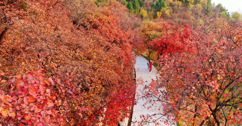 10月24日，游客在山东省临沂市沂南县龙宿山上赏叶游玩。新华社发（尹君 摄）