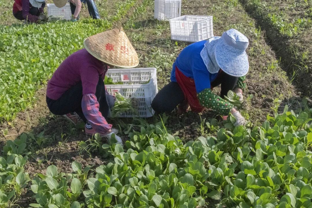 上海战疫丨西瓜来了本市蔬菜瓜果上市量回升将加强产销对接