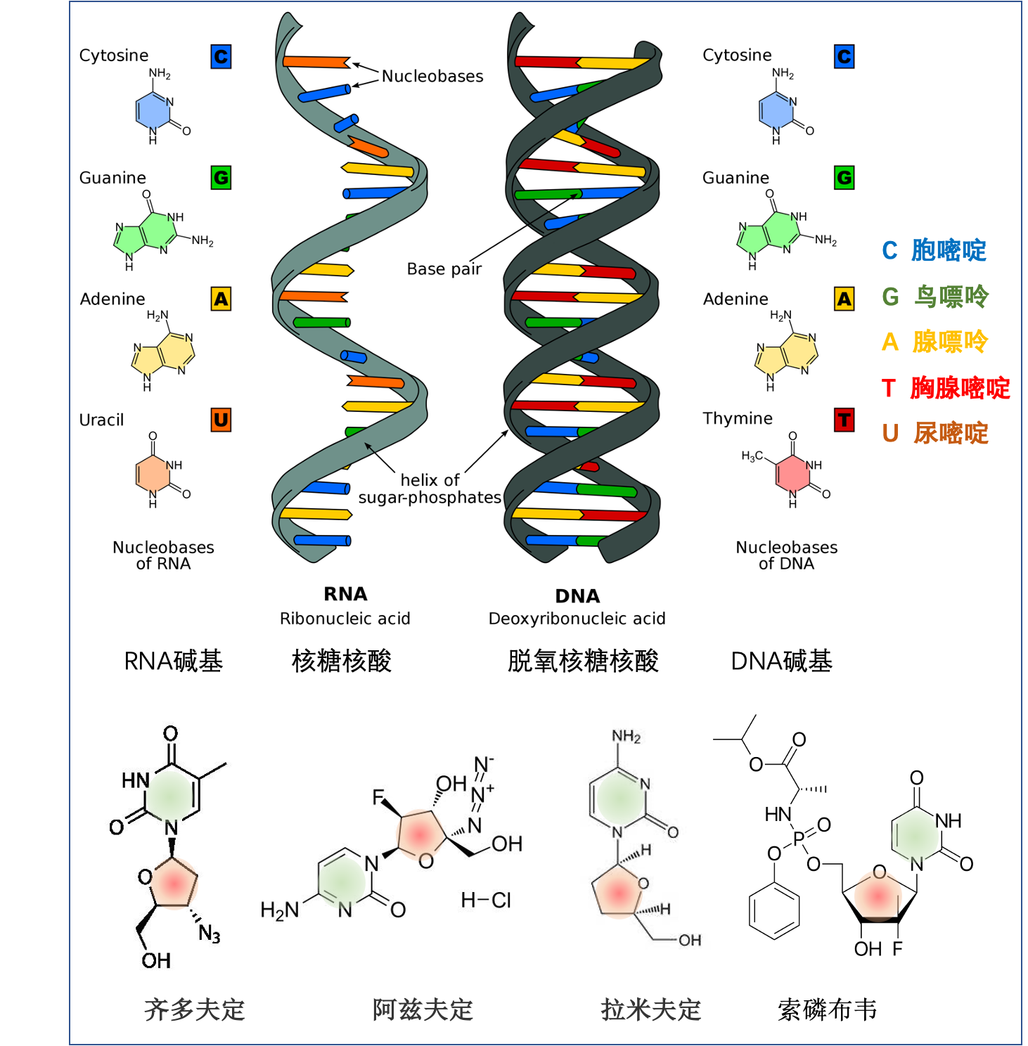 核酸、碱基及核苷类似物。核酸包括DNA和RNA两种,各有四种碱基。碱基间以A=T或C≡G的配对原则进行互补配对,RNA中U取代T。核苷类似物小分子药物中包含与碱基(绿色)及核糖(红色)相同或相似的分子结构,可以模拟正常的核苷酸掺入到病毒基因组复制的新生链中。本文作者供图