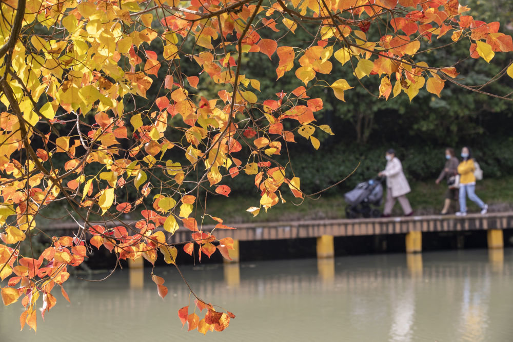 10月30日，市民在江苏省扬州市宋夹城体育休闲公园内漫步赏秋。新华社发（齐立广 摄）