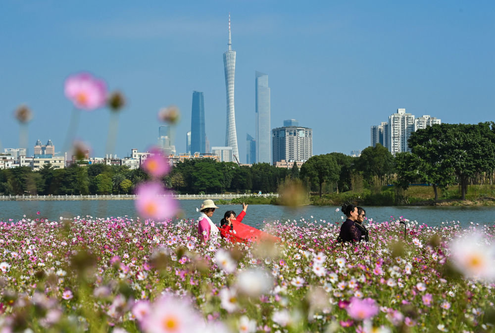 ↑游客徜徉在广州海珠湿地海珠湖畔波斯菊花海之中（2020年11月3日摄）。