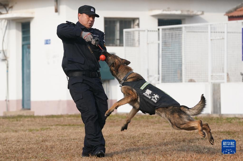 摄春运临近,武汉铁路公安处警犬工作队对即将参与春运执勤任务的警犬