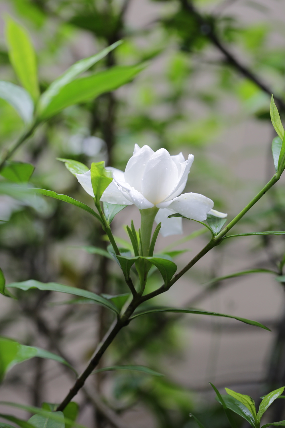 自然散步初夏栀子花与雨更相配