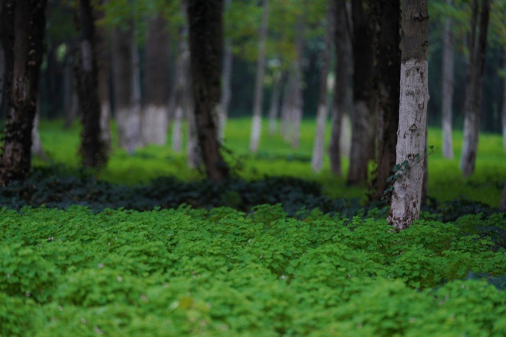 东湖评论:中国履约30年,湿地保护硕果惠及全球