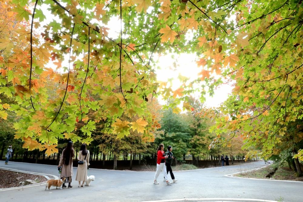 10月21日，游客在山东省青岛市西海岸新区张家楼街道张家楼村枫树林赏景游玩。新华社发（王培珂 摄）