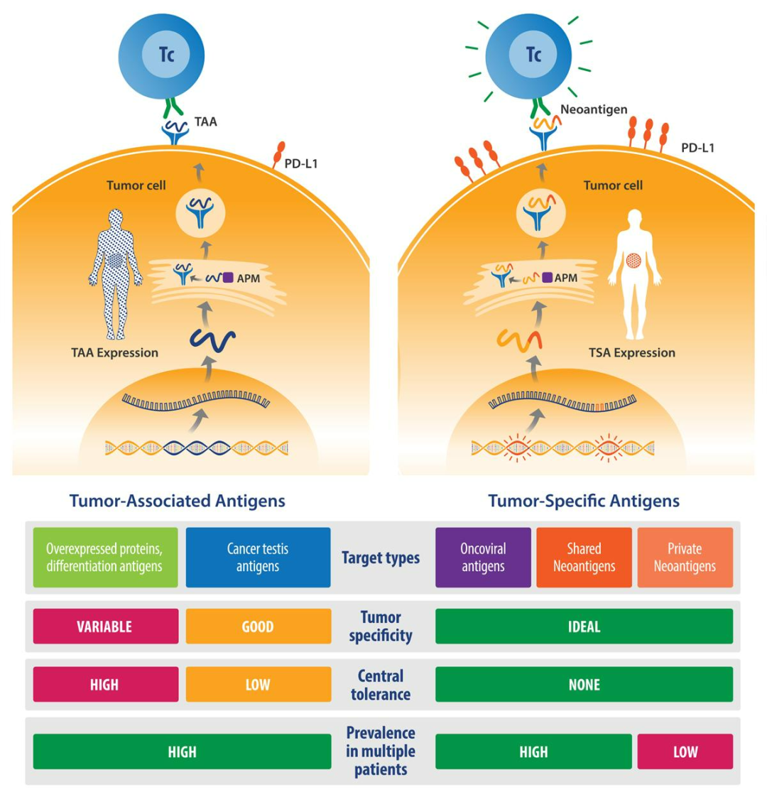 What Is Cancer Antigen Mean