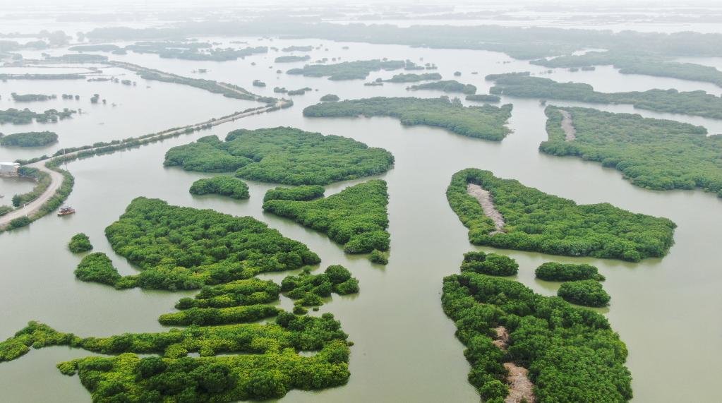 这是4月10日拍摄的广东湛江红树林双色球开奖结果期级自然保护区麻章金牛岛片区（无人机照片）。新华社记者 王瑞平 摄