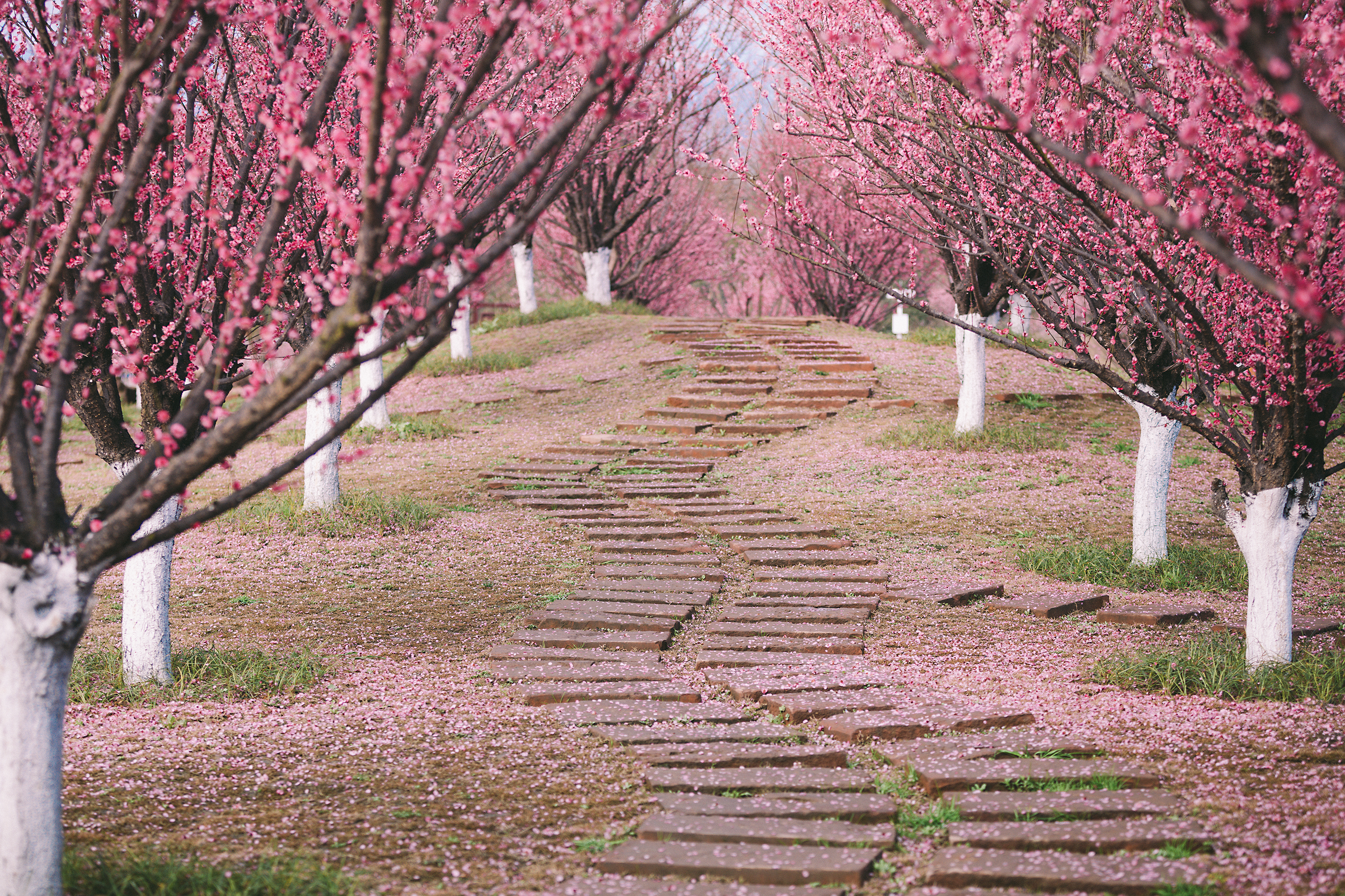 "问花何时开,等你踏春来"都江堰市问花村踏春直播