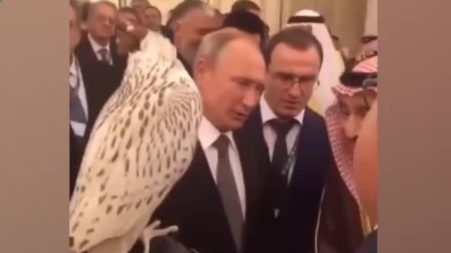 普京当众赠送沙特国王稀有猎鹰 不料它当场干出这种事