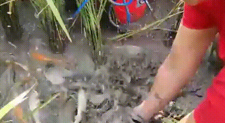 放水抓稻花鱼 水干后鱼儿全露面多到抓不完!