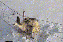 心疼又好笑！野狼跨栏失败被挂住 被救后瞬间溜走