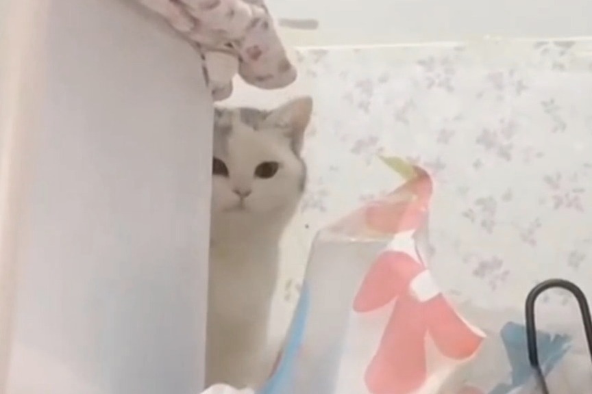 你家主子也会猫猫祟祟暗中观察吗