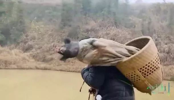 变形记抓猪，少林寺减肥，娱乐圈太子爷怎么这么惨？