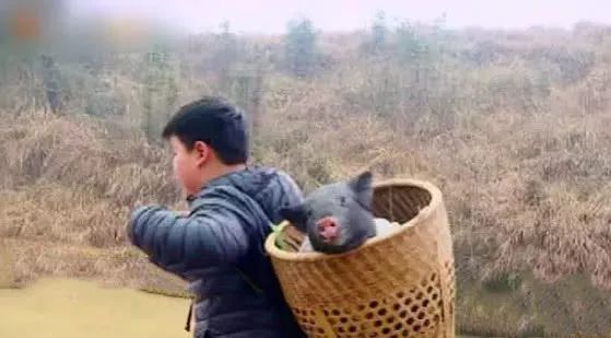 变形记抓猪，少林寺减肥，娱乐圈太子爷怎么这么惨？