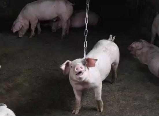 AI分类垃圾桶？逼我缴智商税的时刻还是来了