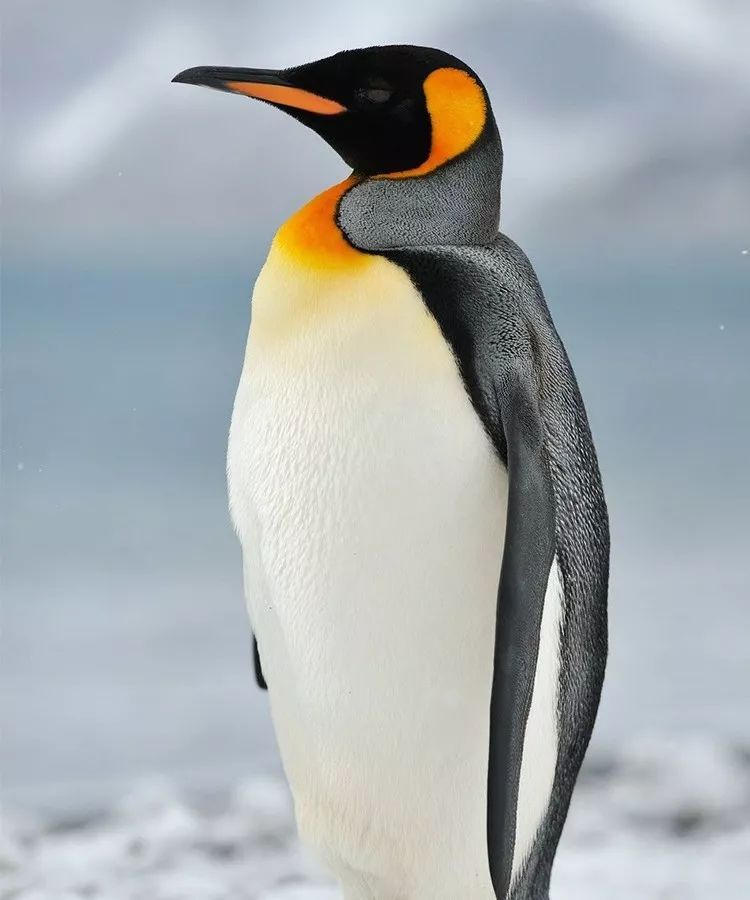 摄影女王在极地与企鹅相伴18天 王一博现身为她打call