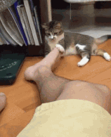 【半佛仙人】猜猜盲盒里面有什么！没错！是韭菜！