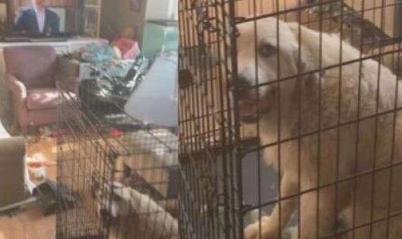 救出的246只仓鼠包括4只狗,2只猫,9只兔子,12只恐龙,4只负鼠,10只动物豚鼠b级片罗杰图片