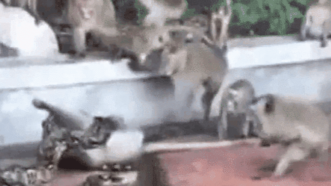 蟒猴"大战"现场:蟒蛇独对猴群 蛇躯紧紧勒住猎物猴子直至其死