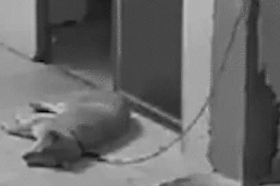 408_272gif 动态图 动图