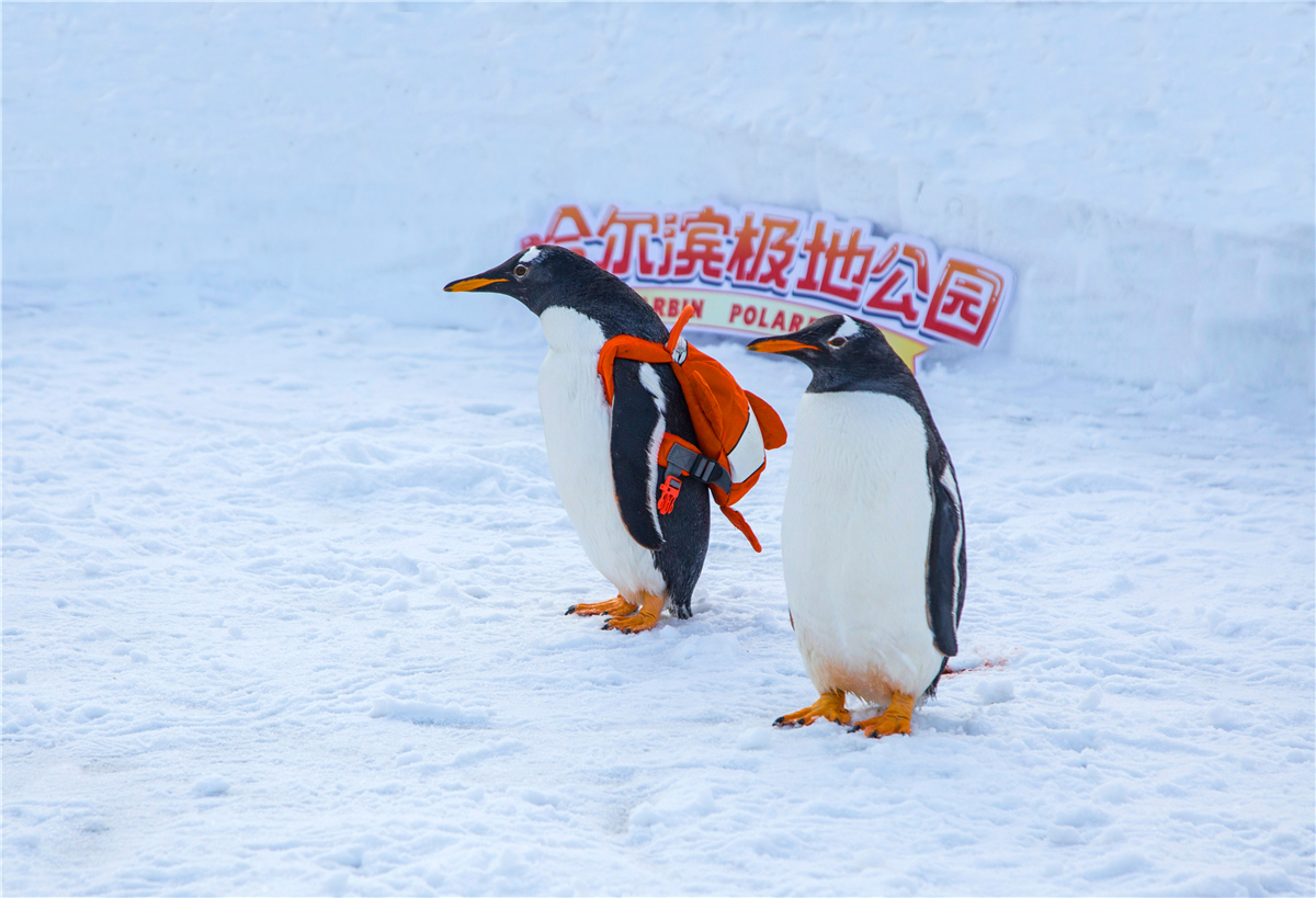 重磅官宣:哈尔滨极地馆二期——极地公园将于1月22日盛大启幕