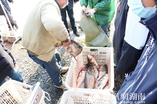 新闻资讯 正文买鱼鲜 今年"年鱼集"活动首网捕捞鱼获达8124斤,"鱼王"