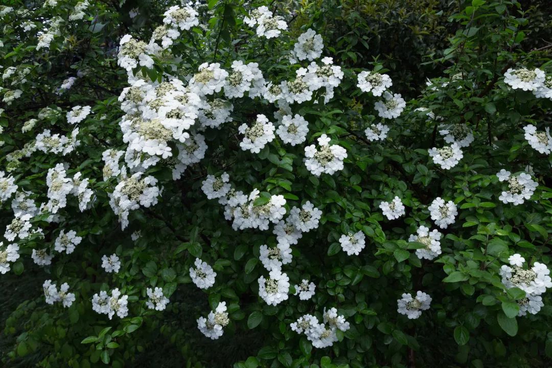 贵州毕节杜鹃花海 赏花期: 3月中旬-4月下旬 扬州琼花 所谓"烟花