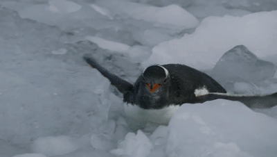 朴信惠哭了 背后的故事更让人心碎...