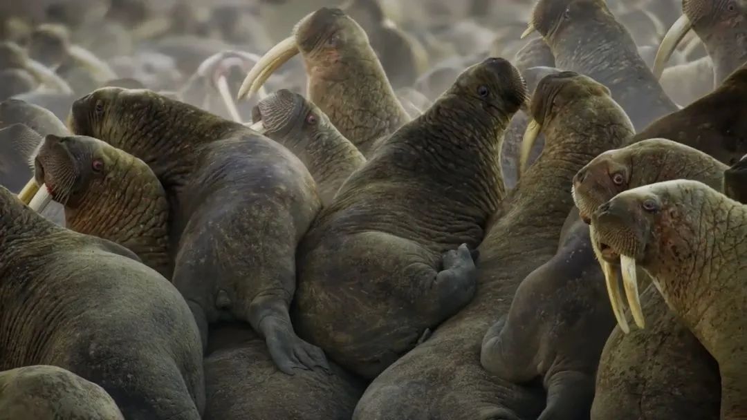 朴信惠哭了 背后的故事更让人心碎...