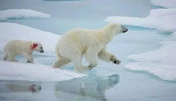 朴信惠哭了 背后的故事更让人心碎...