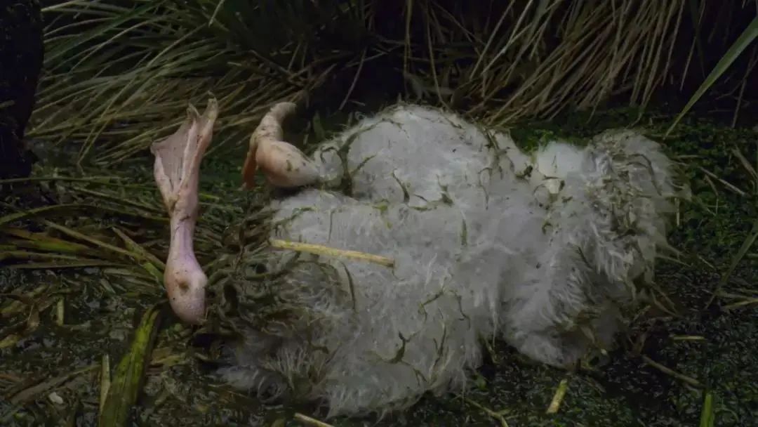 朴信惠哭了 背后的故事更让人心碎...