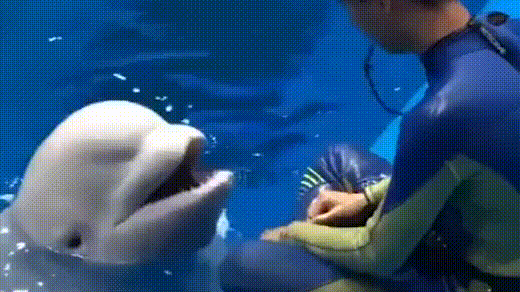 海豚对着饲养员吐水 海豚:我饿了 不给我吃鱼我就吐你