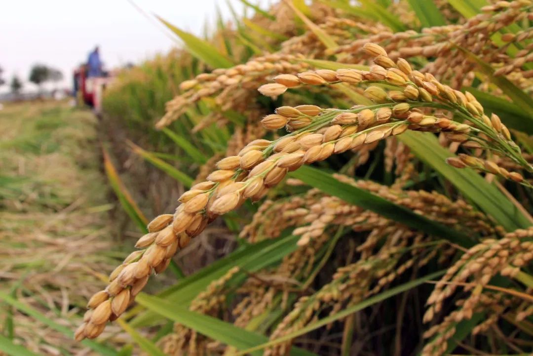 中国粮食危机?每人每天两斤半 你说够不够?